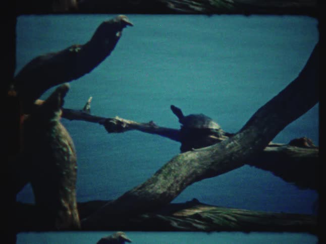 A small turtle basks in the sun while perched on a fallen tree branch over a tranquil blue lake in this vintage film footage