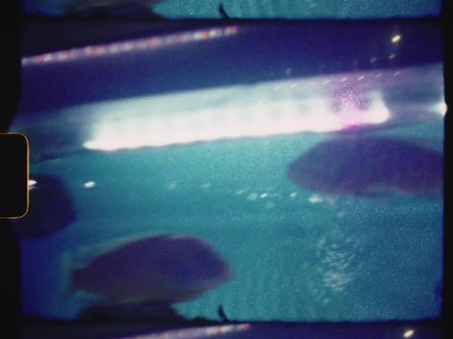 Dreamy vintage Super 8 footage shows several colorful fish swimming around in an aquarium