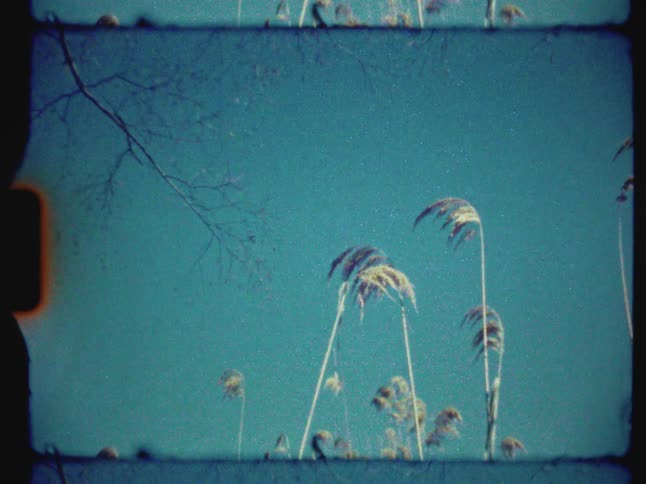 Vintage 8mm footage of tall reeds swaying in the wind against a teal sky