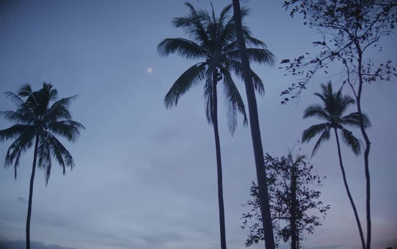 Silhouetted palm trees stand tall against a tranquil twilight sky with a crescent moon