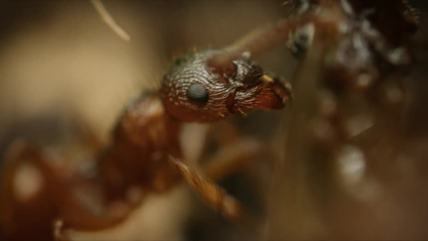 An extreme macro close-up shows the intricate details of an ant's head, eyes, and mandibles as it interacts with its environment