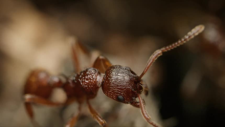 A stunning macro close-up reveals the intricate details of a small brown ant as it twitches its antennae