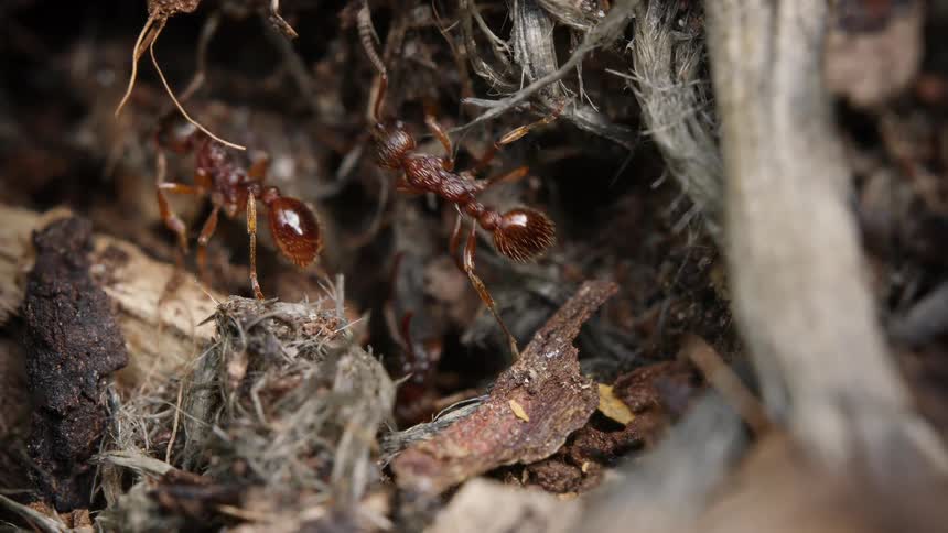 A close-up macro view of two brown ants moving through soil and debris in their natural habitat