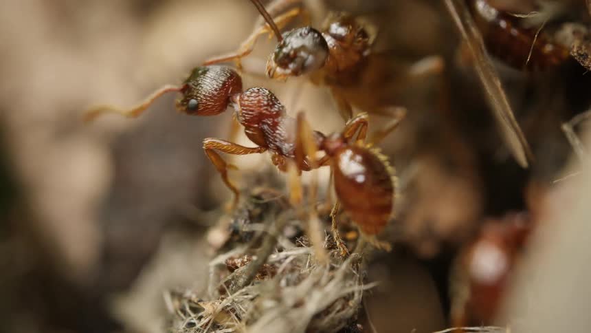An extreme macro shot captures the intense struggle between two red ants as they fight