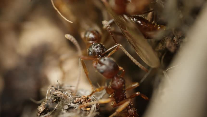 A super macro close-up of a busy ant colony, showing winged and worker ants interacting in their nest