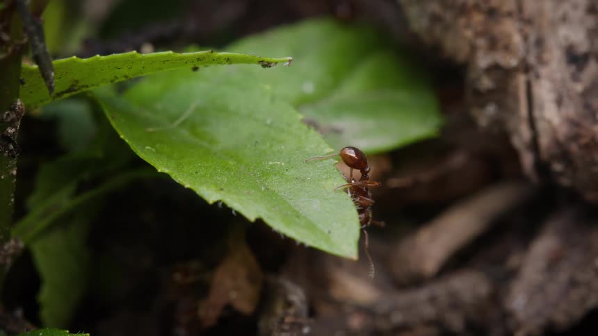 Close-up macro shot of a red ant cleaning itself on a green leaf before walking away