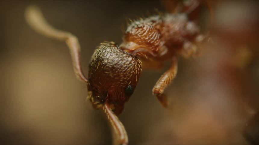 An extreme macro close-up shot shows the intricate details of a red ant's head and exoskeleton as it moves