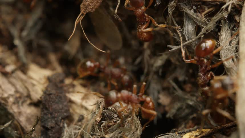 An extreme close-up macro shot of a red ant colony, where one worker ant carefully carries a white larva through the busy nest