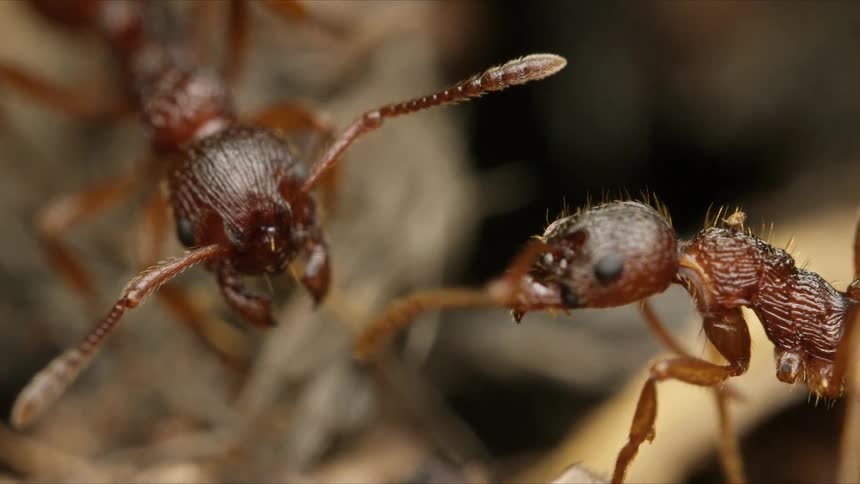 An extreme close-up macro shot of two red ants, with one in the foreground cleaning its antennae