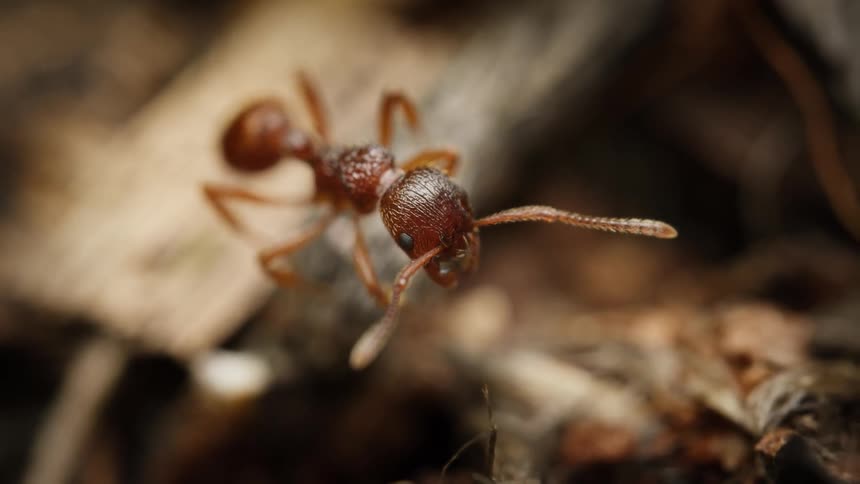 A detailed macro view of a red ant cleaning its antennae among the leaf litter on the ground