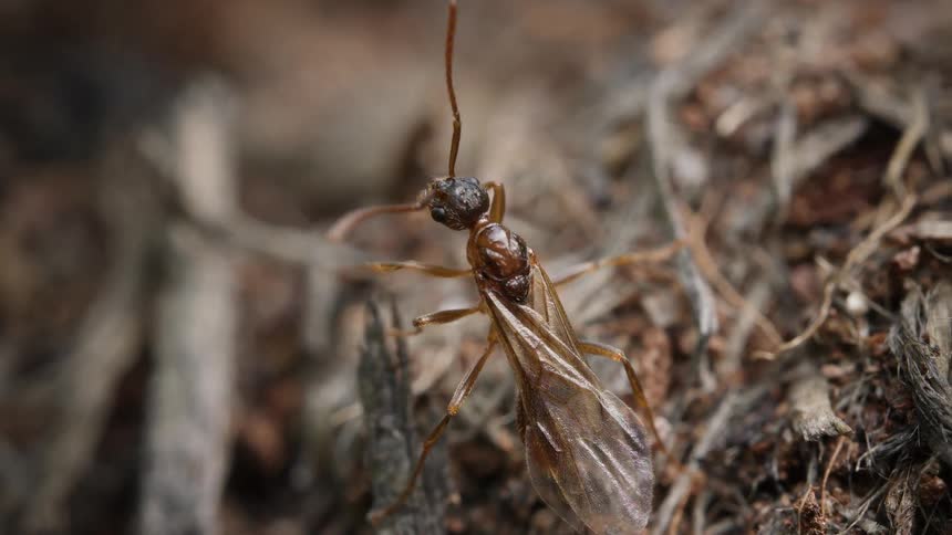 A macro close-up captures a winged queen ant cleaning its antennae and head while standing on the soil