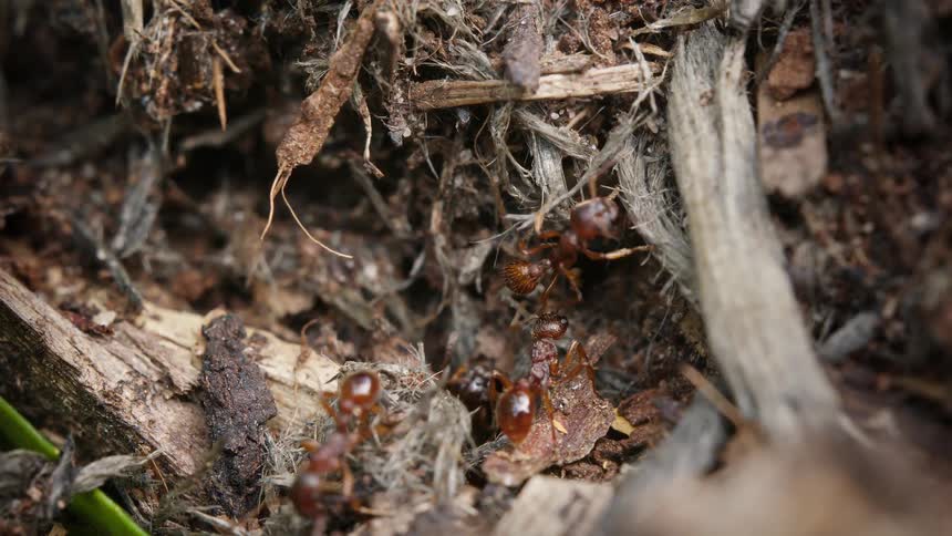 A macro close-up of several red ants interacting with each other on the forest floor among dirt and twigs