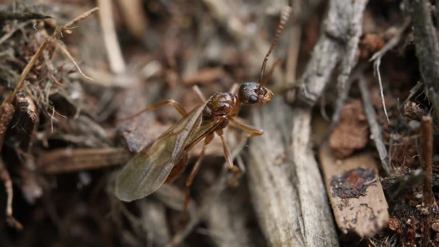 A detailed macro shot captures a winged queen ant interacting with smaller worker ants on the forest floor