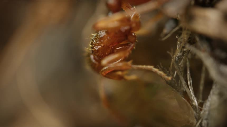 An extreme macro close-up shot captures a red ant as it meticulously grooms itself, cleaning its antennae and legs on a fibrous surface