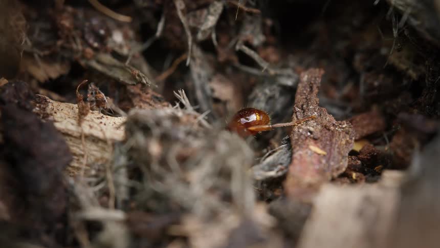A small, shiny, red-brown spider crawls through a dark compost pile in this macro close-up