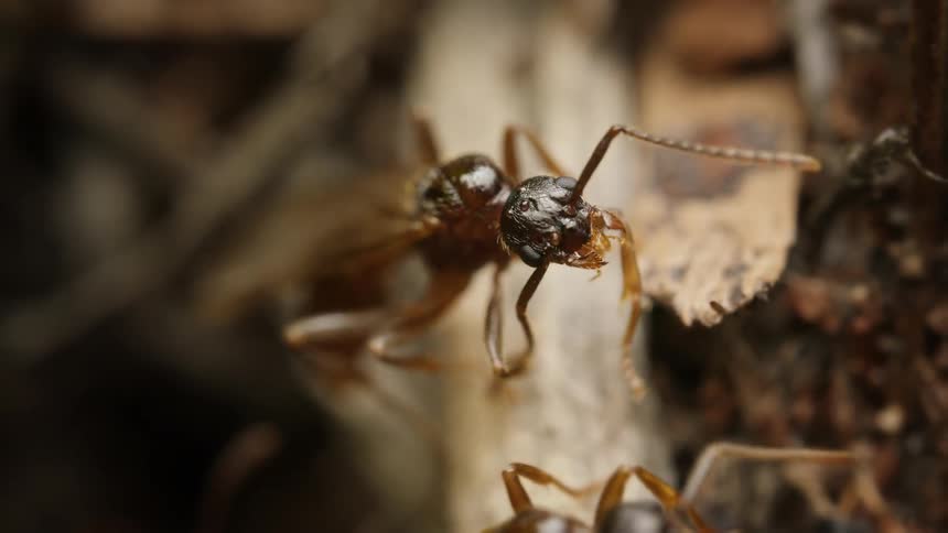 An extreme macro close-up of a winged queen ant surrounded by worker ants in their colony