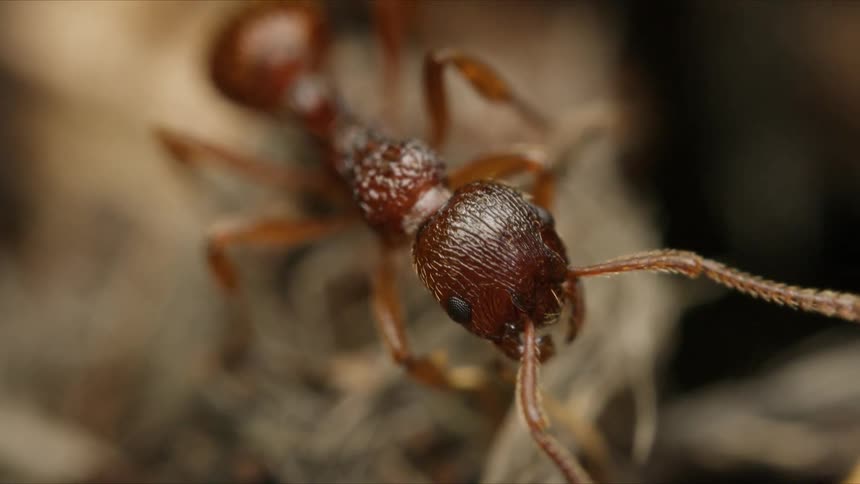 An extreme macro shot captures the intricate details of a red ant's head, mandibles, and antennae