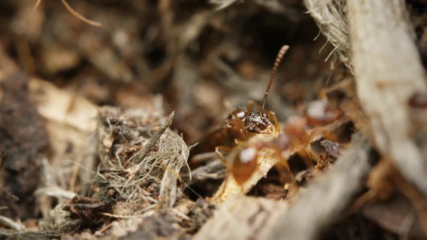 An extreme close-up reveals a winged ant queen surrounded by her colony in the undergrowth