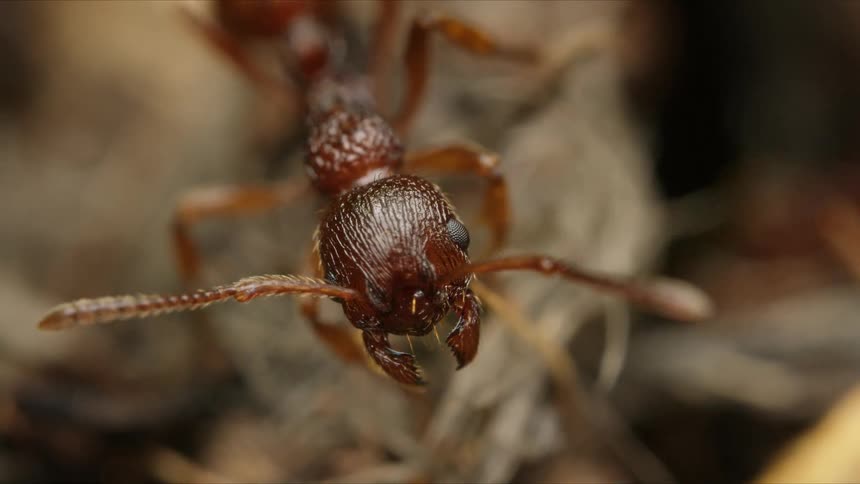 A detailed macro shot captures a brown ant cleaning its antennae, revealing the intricate texture of its head and mandibles