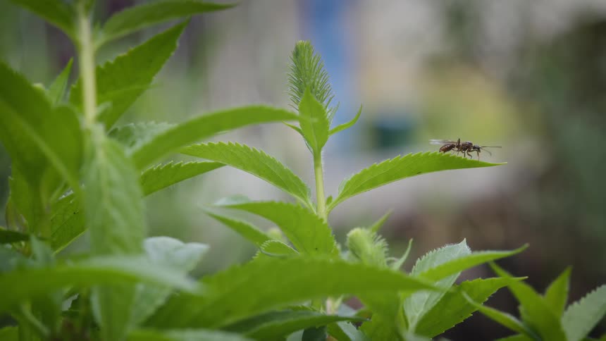 A close-up shot shows a winged ant crawling across a vibrant green leaf in a garden