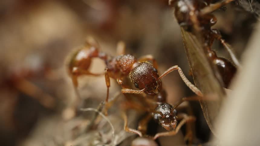 An extreme macro close-up captures a fierce interaction between two ants amidst the chaos of their colony