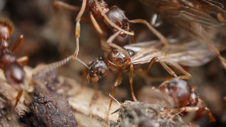 Extreme macro shot of a colony of red ants swarming around and interacting with a winged queen ant
