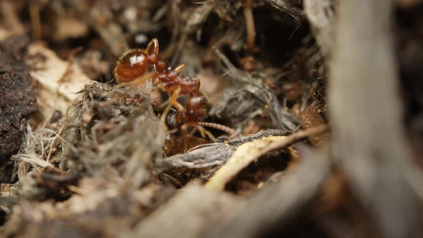 A macro close-up of a small red ant moving another ant among the dirt and debris of the forest floor
