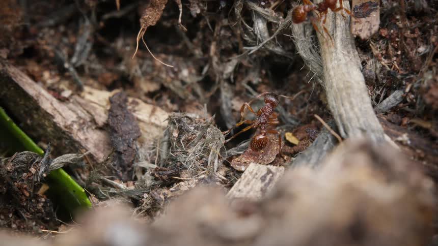 A macro view of a colony of red ants diligently moving through the dirt and debris of their natural habitat