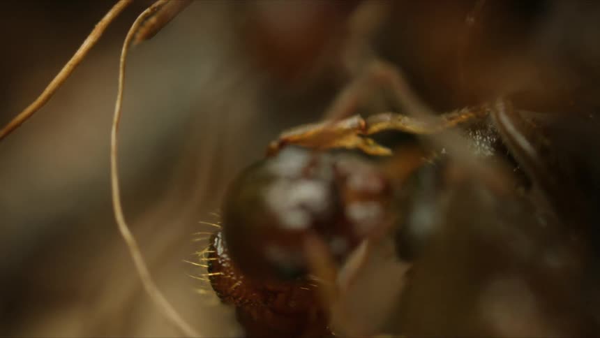 An extreme macro close-up captures the intricate details of a brown ant's compound eye and antennae in slow motion