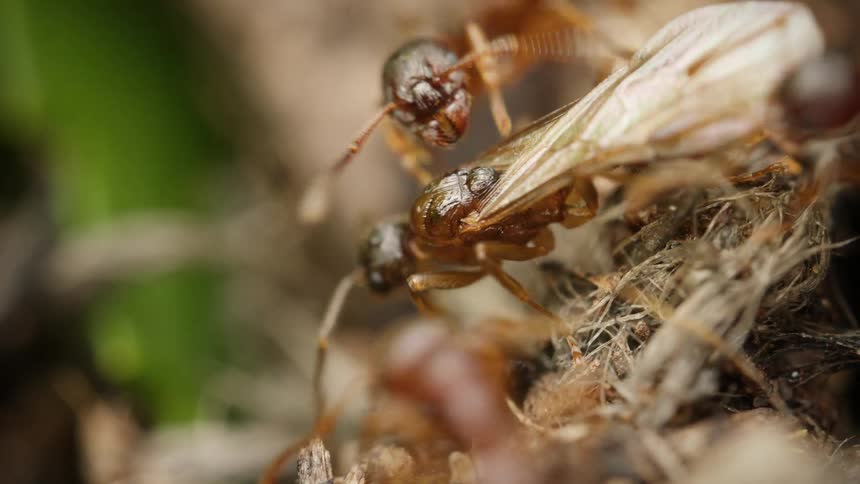 An extreme macro shot captures a group of ants attacking and overpowering a larger winged ant in a fierce struggle