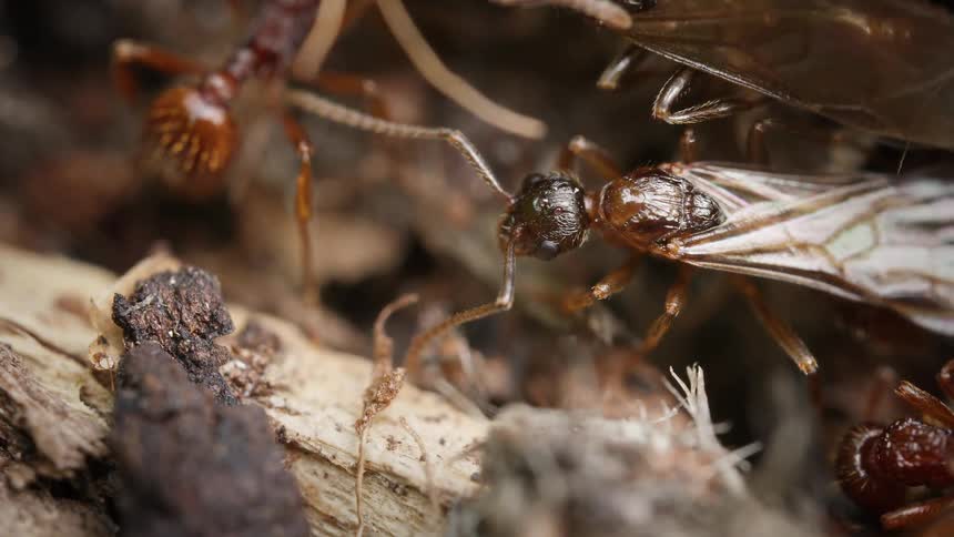 An extreme macro shot captures the chaotic interaction of red ants within their bustling colony