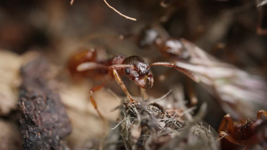 An extreme macro shot captures the detailed features of a red ant as it stands among its bustling colony