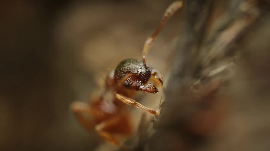 A macro shot shows a european fire ant moving its antennae while clinging to a branch in slow motion