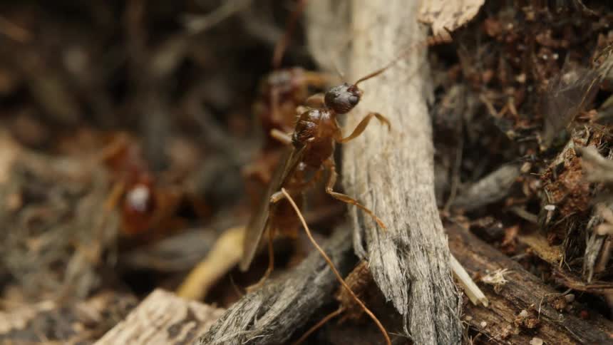 Extreme close-up macro shot of worker ants helping a new queen ant remove her wings after her nuptial flight