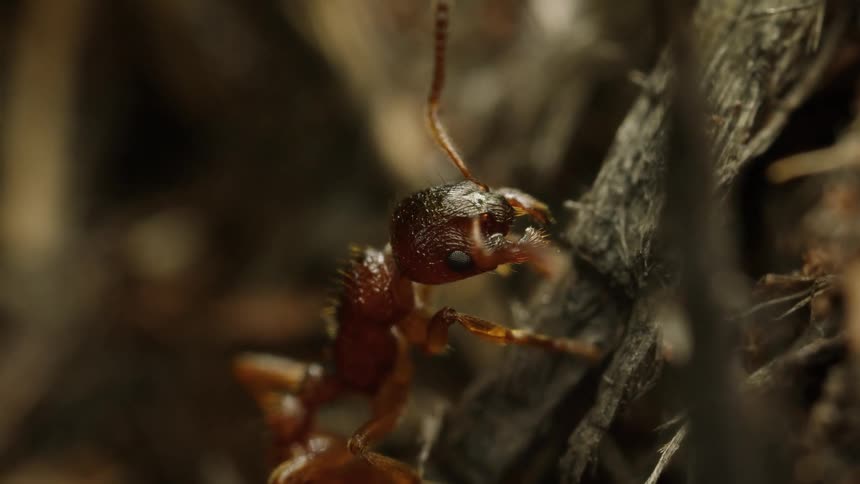 An extreme close-up macro shot captures a red ant meticulously grooming its antennae while climbing on a piece of wood