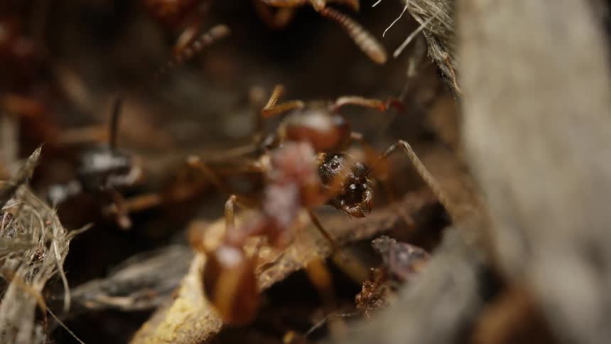 A close-up macro view of a bustling ant colony as they interact with each other in their nest