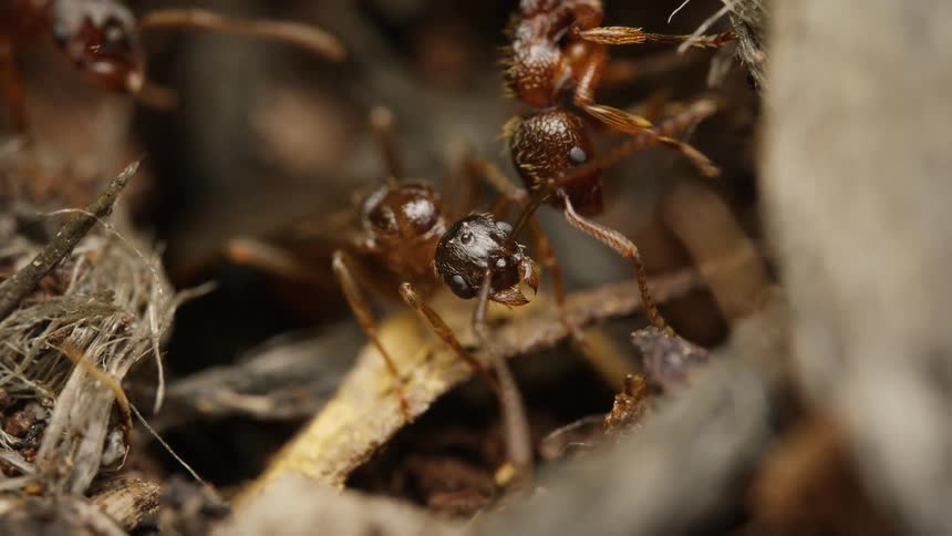 An extreme macro close-up of a brown ant cleaning its antennae while other ants scurry in the background