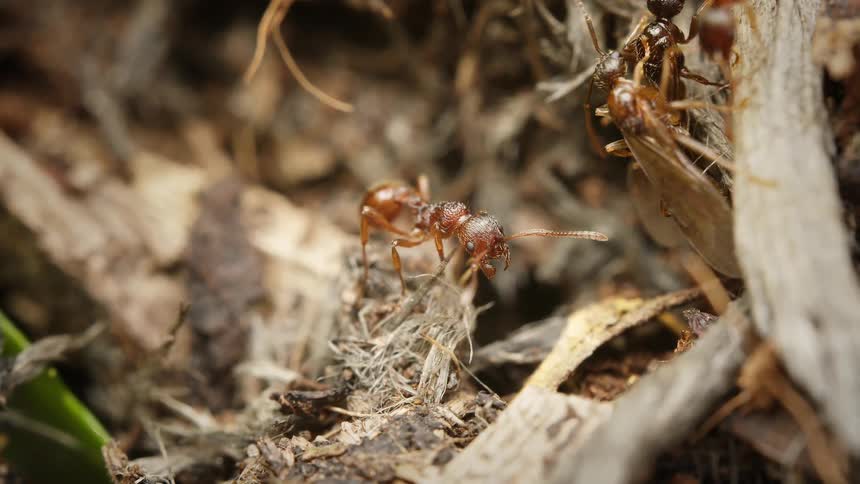 Macro close-up of a brown ant standing guard while other ants and winged alates move around the forest floor
