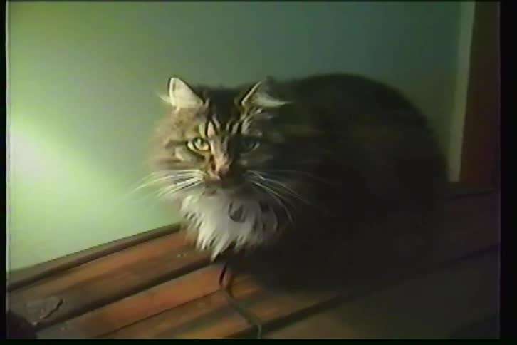 Vintage home video footage of a fluffy, long-haired cat sitting still and looking at the camera