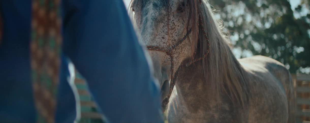 A sun-drenched, slow-motion close-up of a beautiful dapple gray horse on a serene farm day