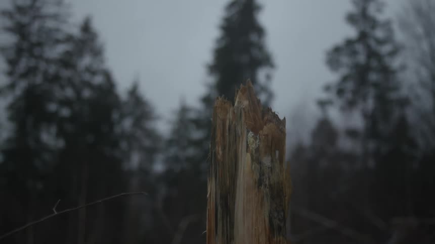 A dramatic slow-motion shot captures an axe shattering a tree stump in a dark, foggy forest