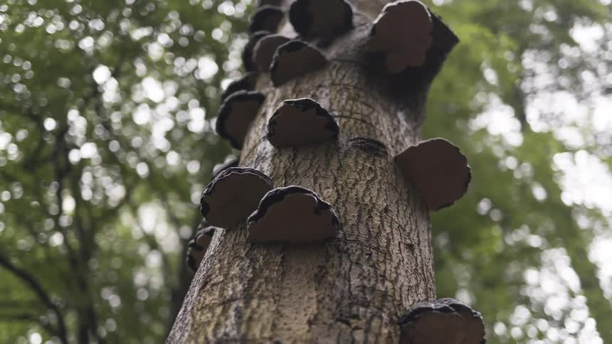 A low-angle, shallow-focus shot of a tree trunk covered in shelf fungi, with the lush green canopy of the forest blurred in the background