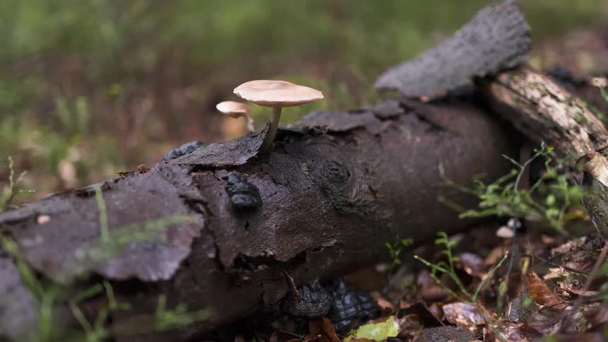 A close-up view slowly zooms out to reveal small mushrooms growing on a wet, decaying log in a quiet forest