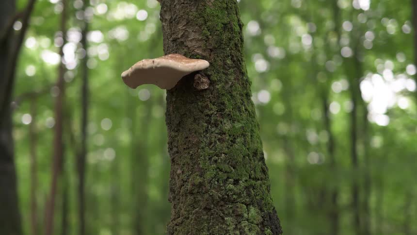 A close-up of a bracket fungus growing on a moss-covered tree trunk in a lush, green forest