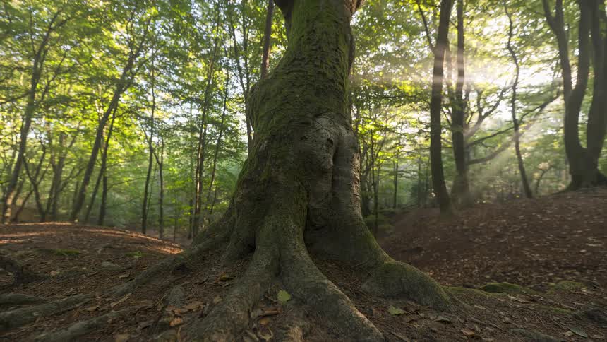 A low-angle timelapse shows the morning sun moving through a peaceful forest, casting beautiful sunbeams and shadows over a large, moss-covered tree