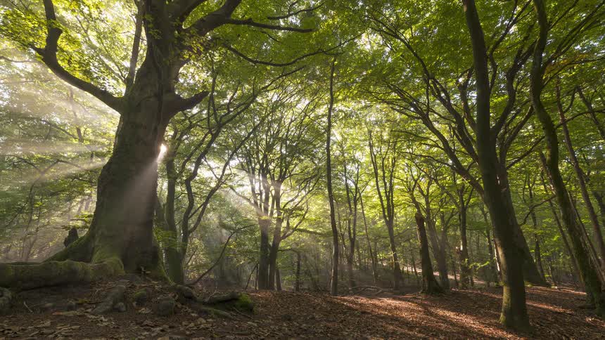 Ethereal god rays sweep across a serene forest as the sun rises in this beautiful timelapse
