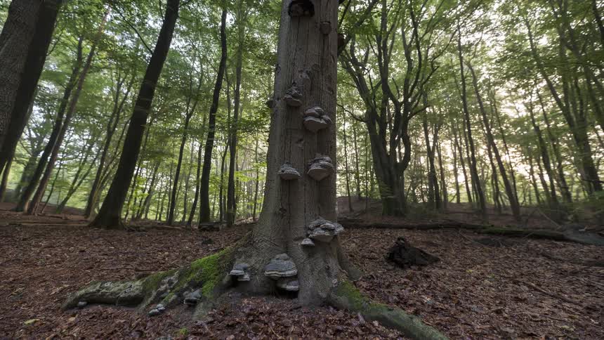 Low-angle timelapse reveals the changing light of day on a majestic tree trunk covered in tinder fungus in a tranquil forest