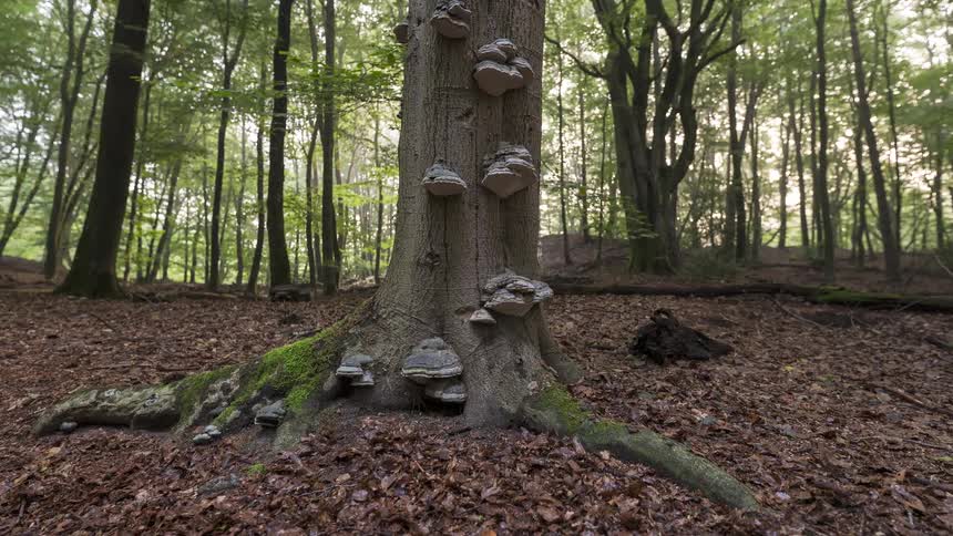 A slow, cinematic zoom out from a large tree trunk adorned with tinder fungus, nestled within a serene and verdant forest