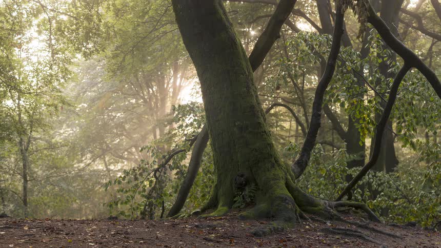 A tranquil forest scene shows golden sunbeams breaking through the morning mist behind a large moss-covered tree