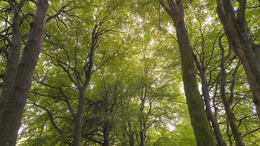 A slow pull-back shot reveals the tall, mossy trunks and lush green canopy of trees in a tranquil forest